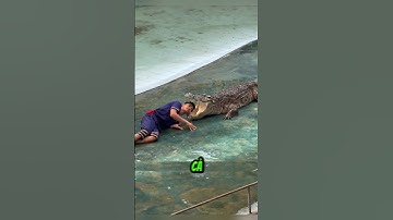 Bí Mật Đằng Sau Màn Xiếc Cá Sấu Đầy Căng Thẳng #shorts