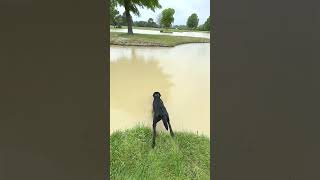 Scoter’s First Water Marks - Gun Dog Retriever Training - Pitboss Waterfowl