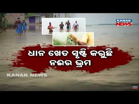 Odisha Rain Flood Update | Heavy Rain Damages Crops and Villages Across State