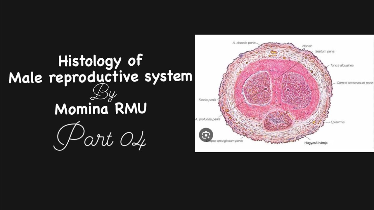 Histology of prostate & bulbourethral gland, penis Simplified YouTube