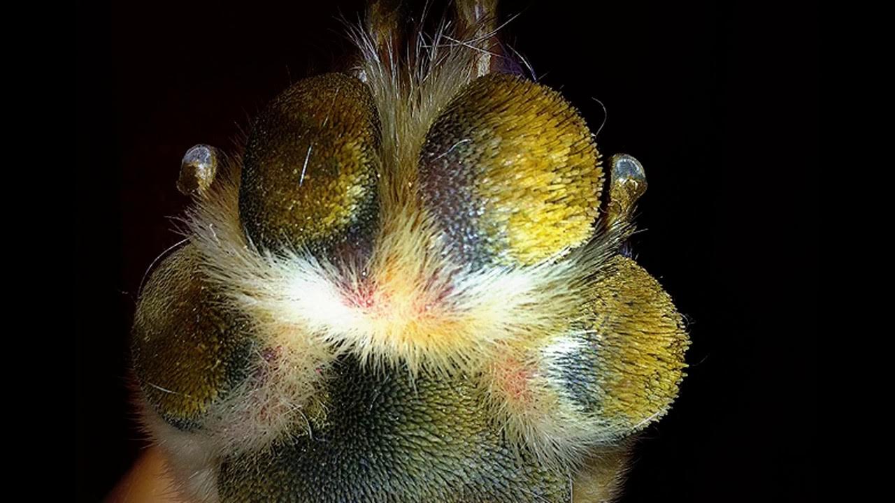 Грибок на лапах собаки как выглядит Canine Distemper (CDV) = Hard Pad Disease - YouTube