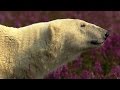 Polar Bear Behavior and Adaptations