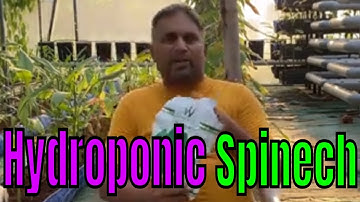 How to grow spinach hydroponically at home? // DFT Hydroponic System for leafy Green