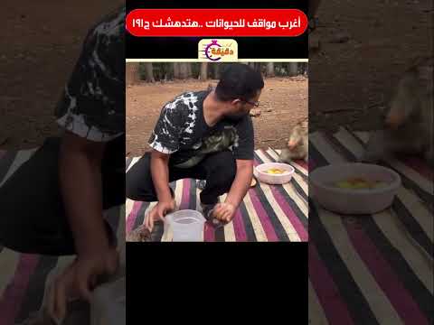 أغرب مواقف للحيوانات هتدهشك ج191