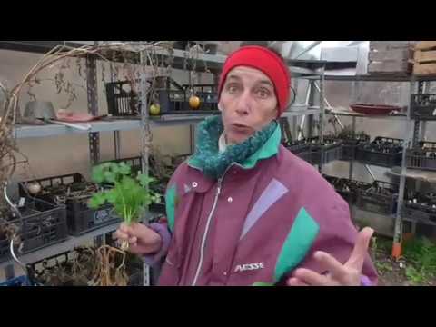 Video: Preservare Il Raccolto Di Carote In Inverno