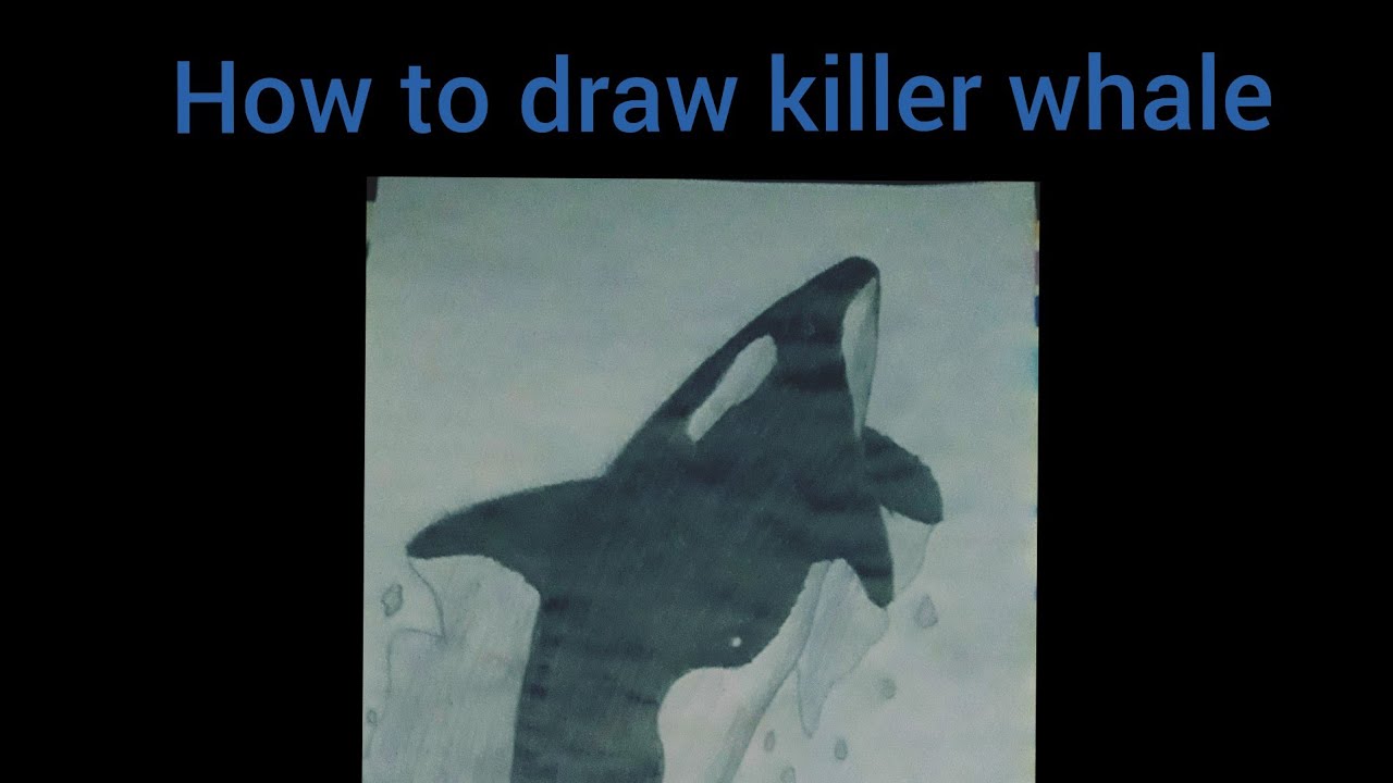 How to draw killer whale - YouTube