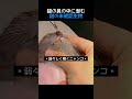 猫の鼻の中に潜む謎の未確認生物