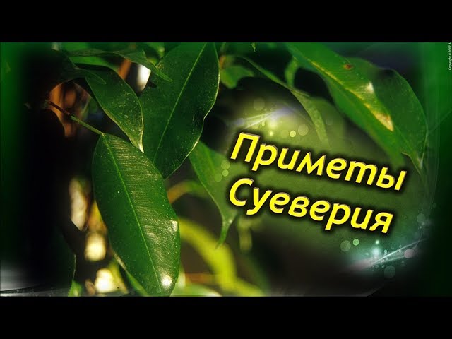 ФИКУС В ДОМЕ!  Приметы и суеверия связанные с Фикусом Бенджамина!