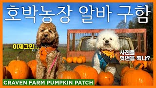 Dog modeling job wanted at the pumpkin patch farm | Dog walk | Dog BFF | Halloween  by 토토야어디가? 186 views 3 years ago 3 minutes, 8 seconds