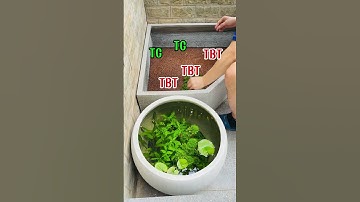 SETUP CHIẾC BỂ CÁ NGOÀI TRỜI SIÊU TO