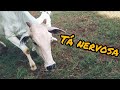 A Vaca tá Brava (Pegando bezerros recém-nascido)
