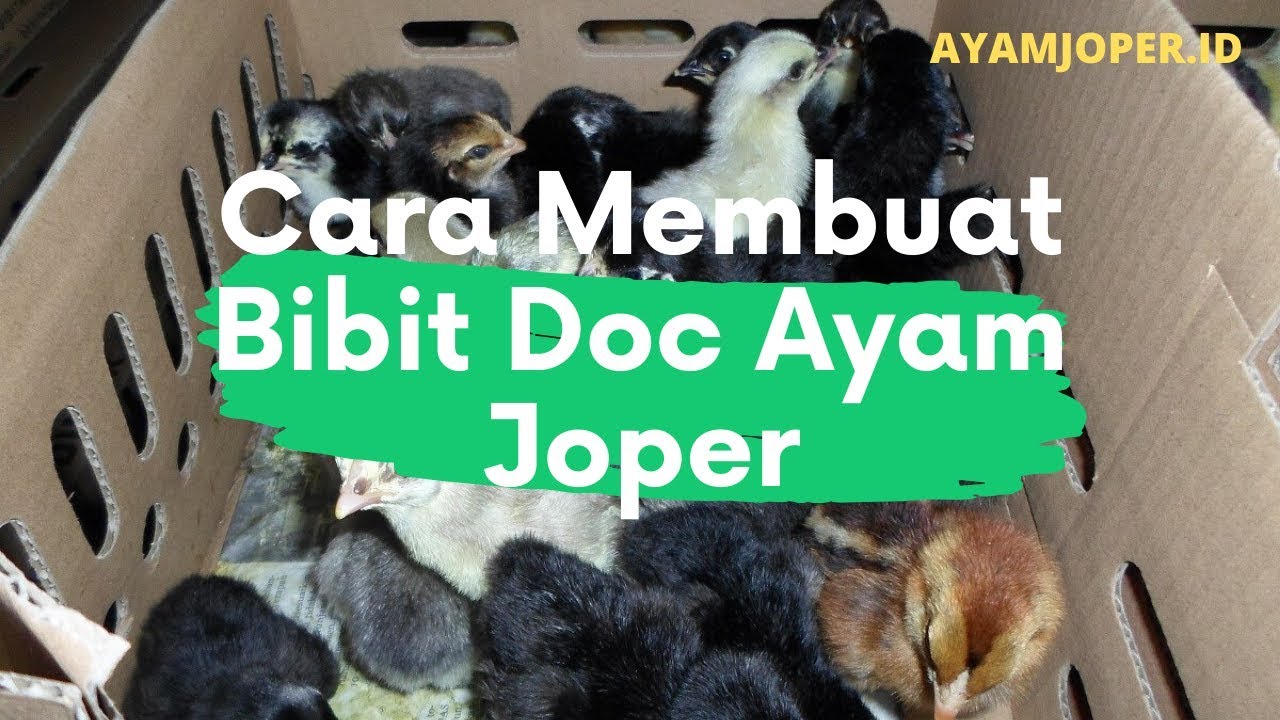 Cara Membuat Bibit Doc Ayam Joper 