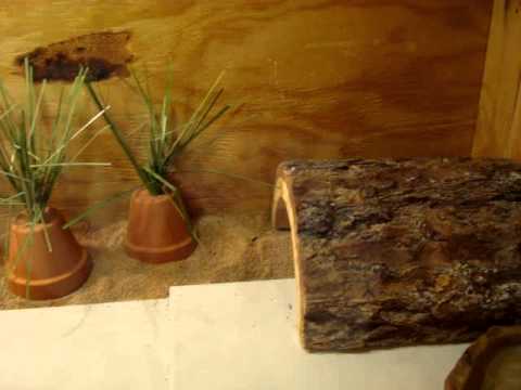 video phone beyonce mp3 New Bearded Dragon Setup?