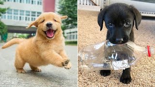 Baby Dogs 🔴 Cute and Funny Dog Videos Compilation #2 | 30 Minutes of Funny Puppy Videos 2023 by GrumpyDog 48,974 views 1 year ago 30 minutes