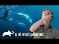 Raia-jamanta acerta o rosto de Robert Irwin | A Família Irwin | Animal Planet Brasil