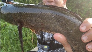 Câu cá lóc tiếp tục lên Hugo U Minh Thượng