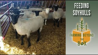 Feeding Soyhulls to Sheep: vlog #10