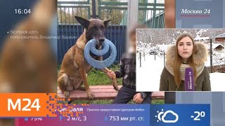 Полиция разбирается, почему расстреляли служебную собаку в Подмосковье - Москва 24 Полиция разбирается, почему расстреляли служебную собаку в Подмосковье - Москва 24