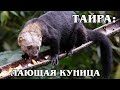 Тайра: Южноамериканская &quot;лающая&quot; куница | Интересные факты про тайру