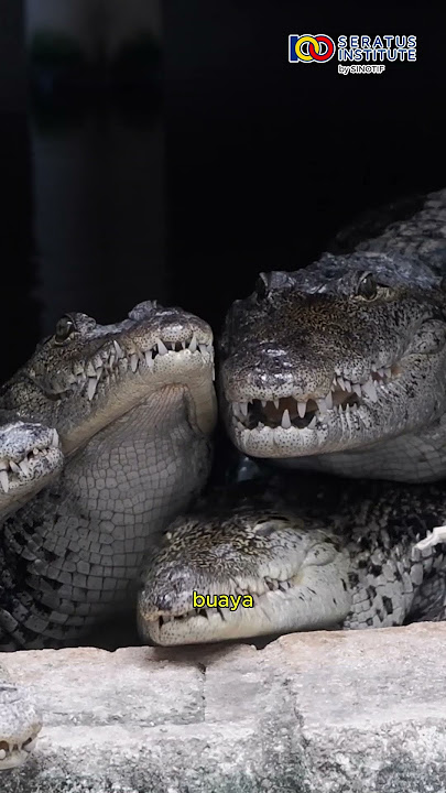 Download lagu Differences between Saltwater and Freshwater Crocodiles #crocodile #facts #CrocodileFacts #viral ...