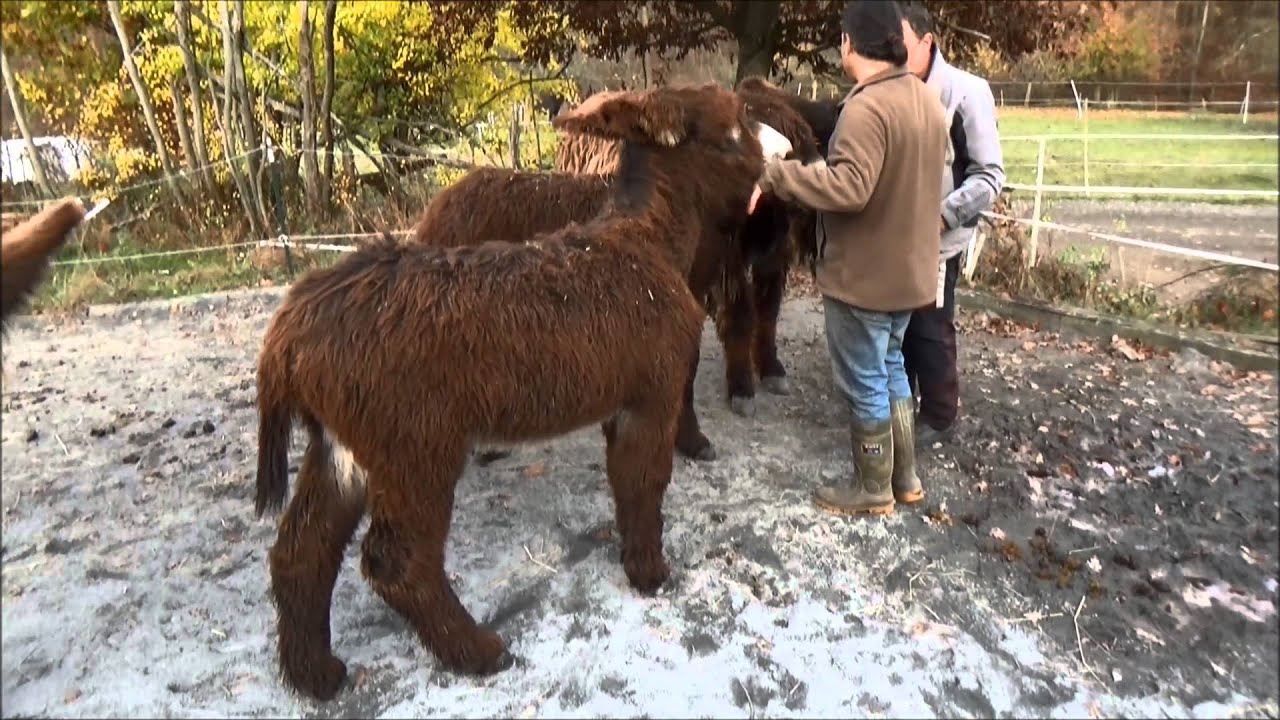 Baudet du Poitou - Cleeberg (DE) Züchter/Tierartz Puck