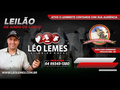 Leilão de Gado de Corte em Goiás - Magno Leilões - 13/04/2022 | Leilão Ao Vivo #LEILAODEGADO