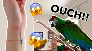 All About Parrot Hormones || Spring Time Chaos