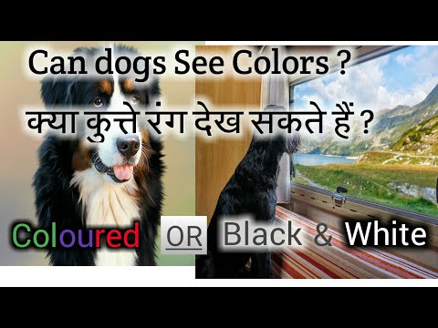 Kya kutte Colors dekh sakte hai? |कुत्तो को कैसे दिखाई देता हैं? |Can dogs see colors in hindi |dogs