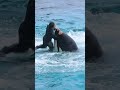 シャチ「ラビー」と小松トレーナーのエレガントなハグ回転!! #Shorts #鴨川シーワールド #シャチショー #kamogawaseaworld #orca #killerwhale
