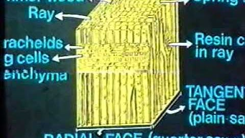 Structural Timber part 1