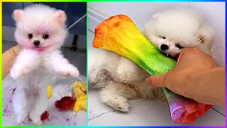 Pomeranian Puppy Greed For Food and The End 🐾 Funny Dogs and Cats 😹🐶 #523 by Min Cute 3,470 views 1 month ago 9 minutes, 1 second