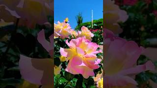 “Pure Rose Beauty 🌹✨ #viralshorts”4K / Ultra HD