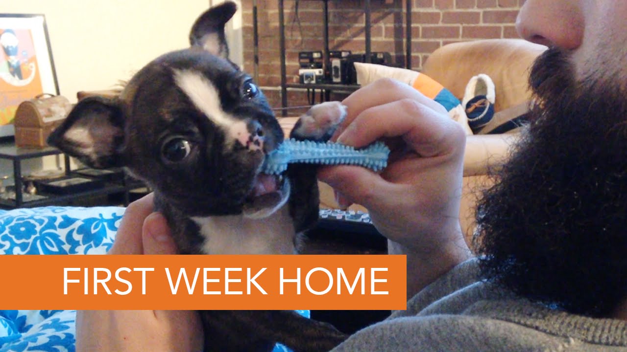 Basil the French Bulldog Puppy My First Week Home YouTube