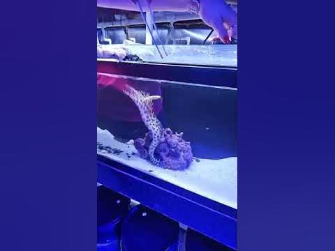 Hungry Tessalata feeding! #aquarium #fishspecies #lfs #saltwater # ...