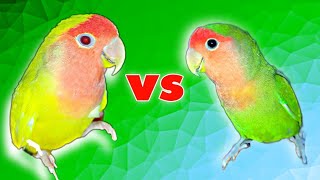 جنگ بین دو طوطی هام / fight my parrot