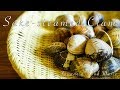 Sake - steamed Crams / アサリの酒蒸し - Japanese food [ASMR COOKING SOUND]