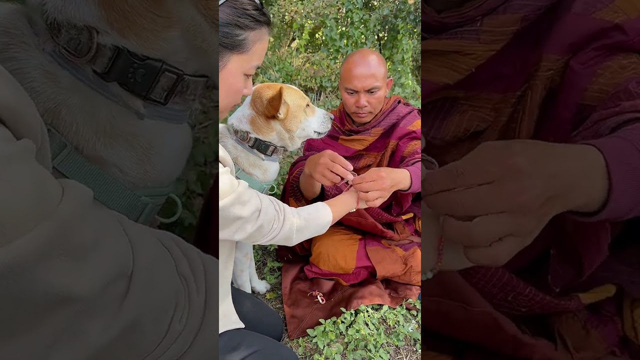 Aloka, the trusted companion walking alongside the Monks ❤️❤️