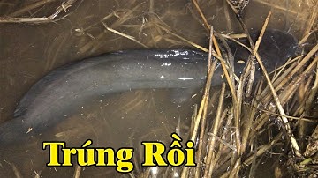 Đuổi bắt bầy cá trê khủng kéo nhau lên ruộng sau cơn mưa to đầu mùa ở miền tây | Catch giant fish