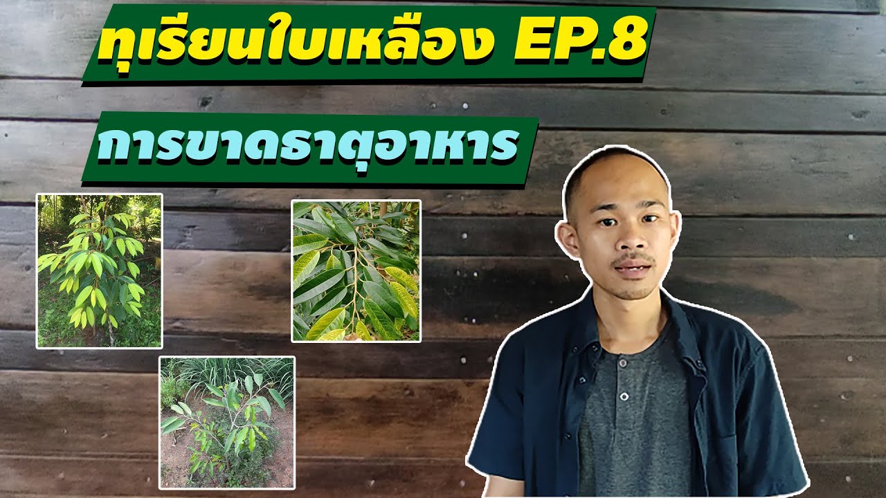 ทุเรียนใบเหลือง EP 8 : การขาดธาตุอาหาร