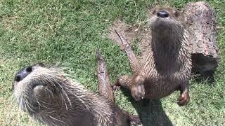 Happy World Otter Day Youtube Happy World Otter Day Youtube