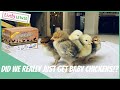 Should we get baby Chickens!? There&#39;s a beginners kit to help!