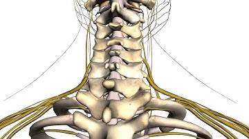 Spine tutorial 1   Vertebral Column   Anatomy Tutorial online video cutter com 3