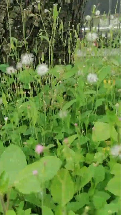little natural ☘️🍃🌿🌿