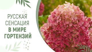видео: РУССКАЯ СЕНСАЦИЯ В МИРЕ ГОРТЕНЗИЙ | НОВИНКИ ГОРТЕНЗИИ 2024 ГОДА картинка: РУССКАЯ СЕНСАЦИЯ В МИРЕ ГОРТЕНЗИЙ | НОВИНКИ ГОРТЕНЗИИ 2024 ГОДА