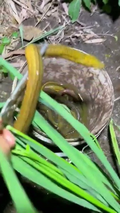 Catching biggest eels for 10M viewer Soon#short - YouTube