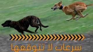 اسرع 10 كلاب في العالم