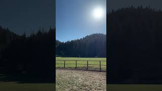 #viral #viralshort #song #orman #çocukvideoları #funny #ayı #ayıvideoları