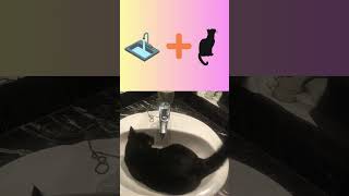 Justifer el gato que le gusta  el agua #blackcat