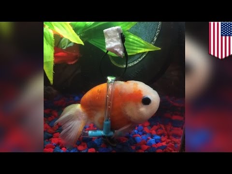 Goldfish wheelchair: Fish with swim bladder problem gets its own wheelchair - TomoNews