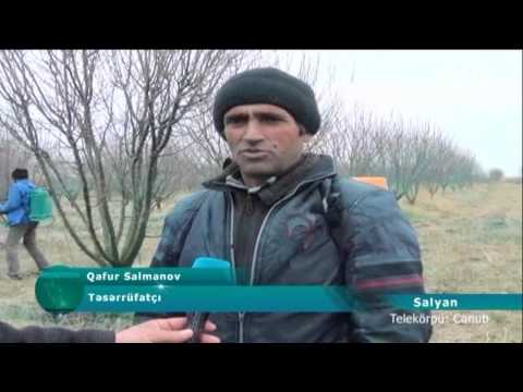 Video: Benzin çiləyicisi: Ağacları çiləmək üçün Təkərli Bir Bağ Aparatı Necə Seçilir? İstehsalçıların Reytinqi